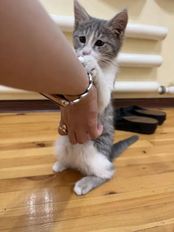 Отдам даром котёнка — фото 3