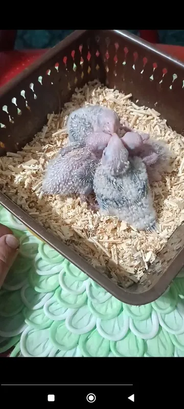 Ручной попугай перрура — фото 2