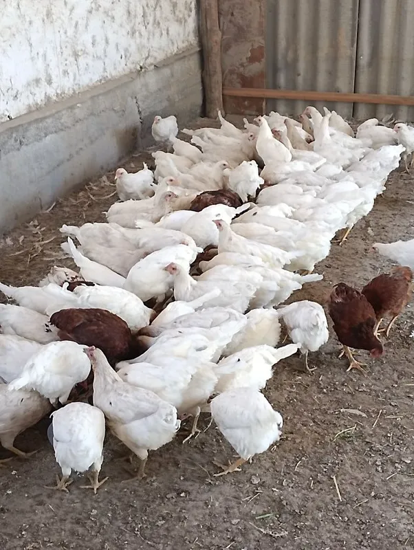 110 kunlik va 60 kunlik tuxumdor tovuqlar bor — фото 1