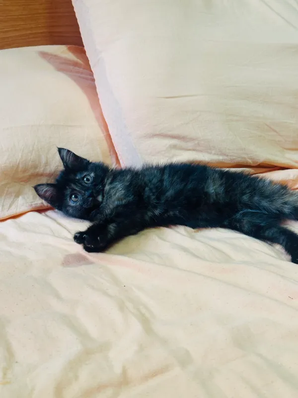 Котенок (девочка) — фото 2