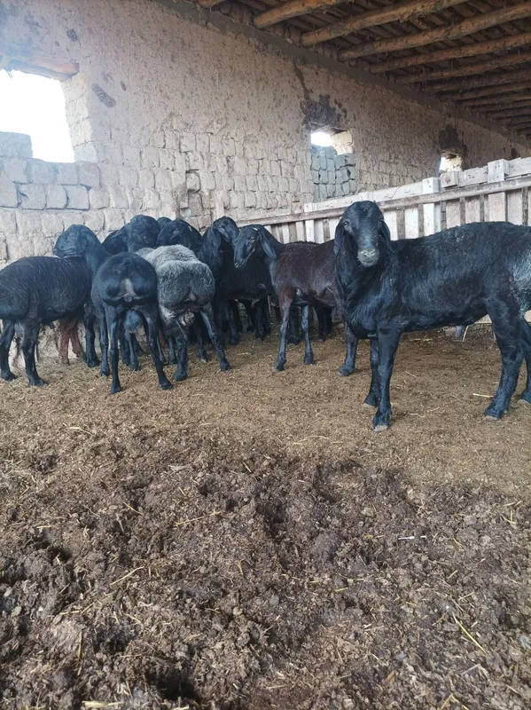 Quchqorla sotiladi semiz qulogʻlari butun — фото 5