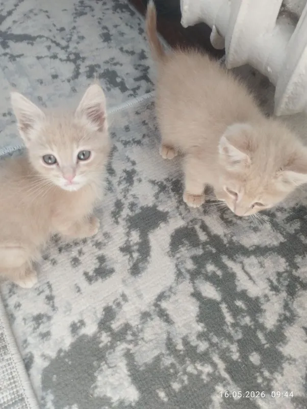 Mushuk bolalari tekinga bervoraman
