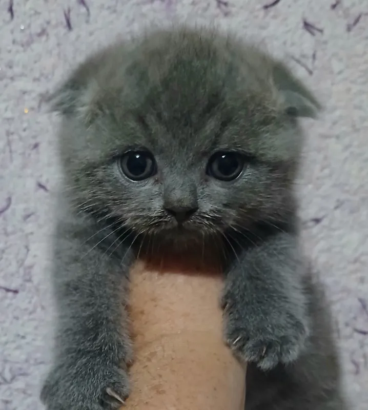 Фолды и британцы котята — фото 2