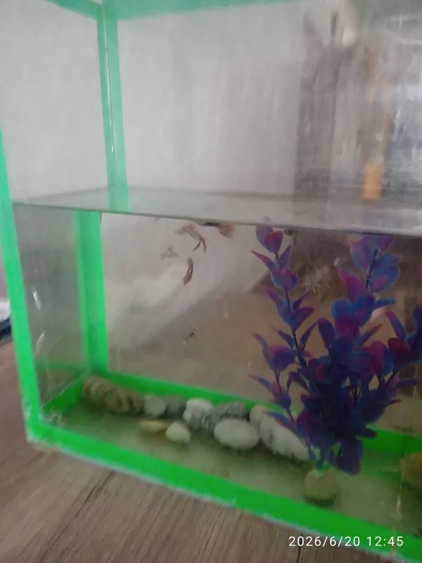 Akvarium va baliklar sotiladi 3 Akvarium va baliklar sotiladi 3