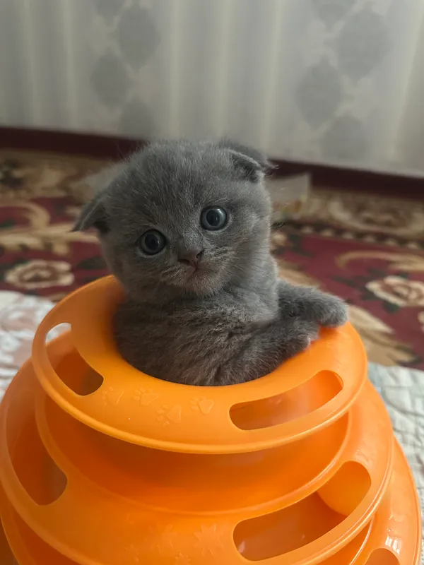 British shorthair toza qonli mushuchala