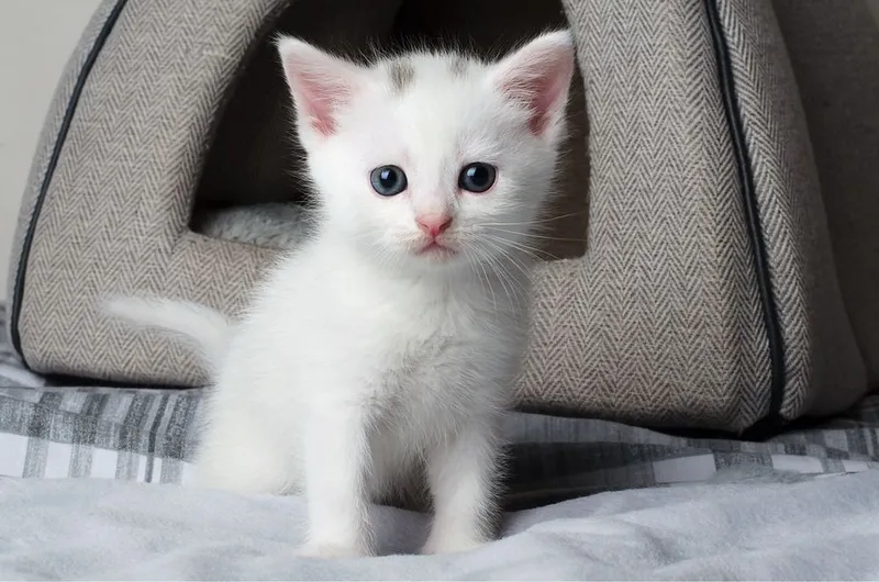 Котята турецкой ангоры 5 Котята турецкой ангоры 5