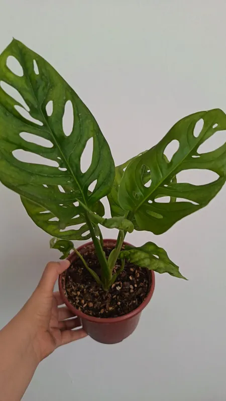 Монестра адансонии, monstera adansonii 1 Монестра адансонии, monstera adansonii 1