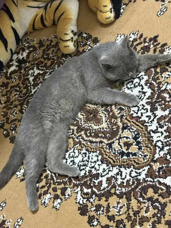 British shorthair Srochno sotiladi — фото 3