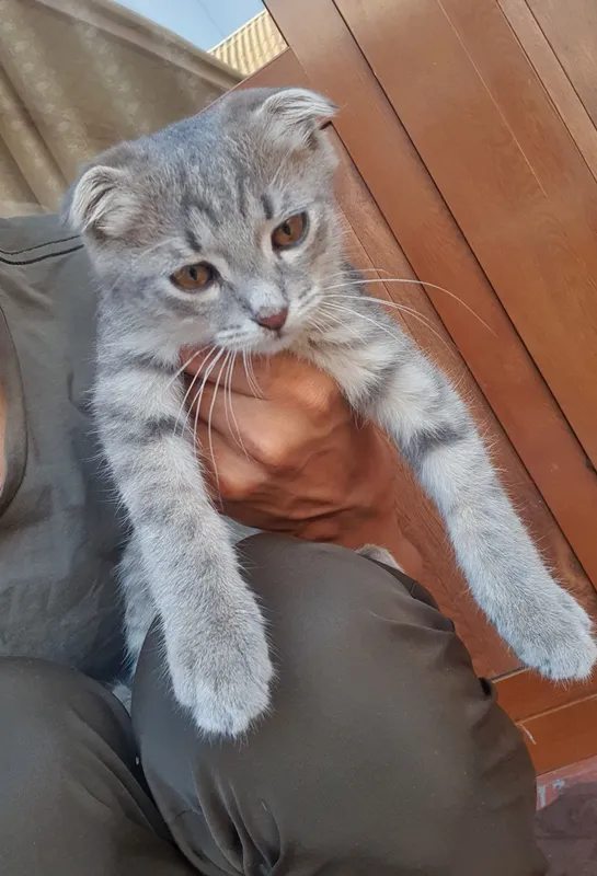 Mushuk scottish fold QIZ BOLA 4 OYLIK 3