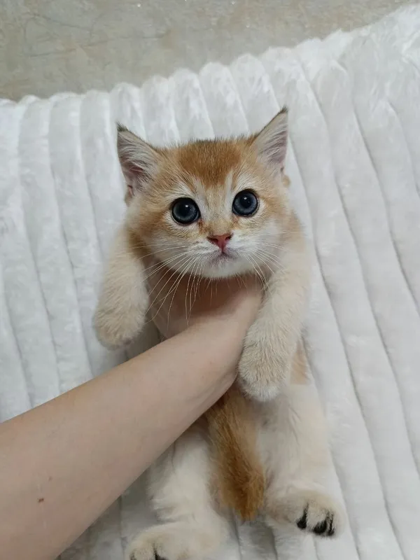 Ассалому алейкум