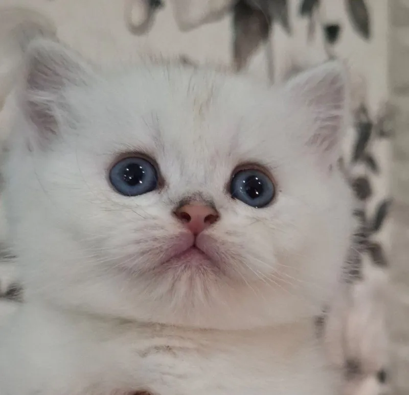 Кошка Белая шиншилла — фото 2