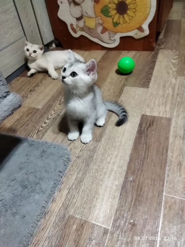 продажа шотланских котят 9