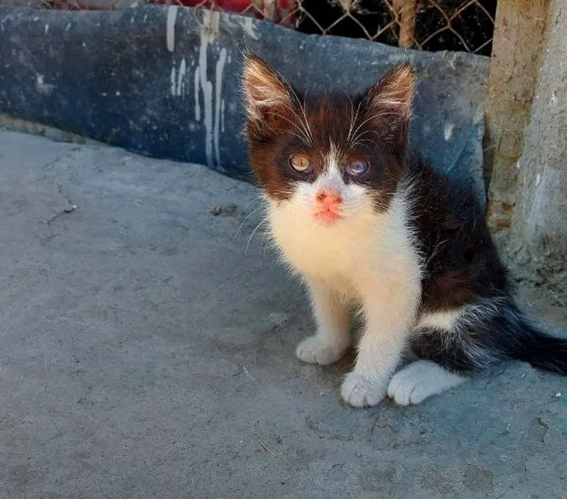 Котята,разные,2мес.мальчики и девочки 4 Котята,разные,2мес.мальчики и девочки 4