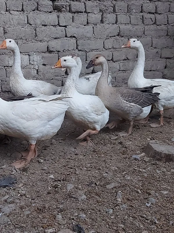 gozlar sotiladi arzon 1 gozlar sotiladi arzon 1