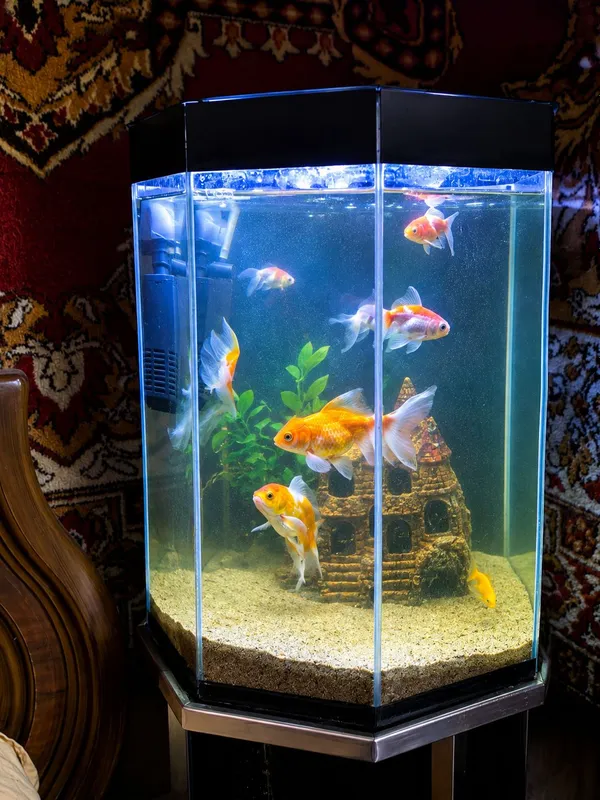 Koi baliqlari va tilla baliqlar bilan akvarium 2 Koi baliqlari va tilla baliqlar bilan akvarium 2