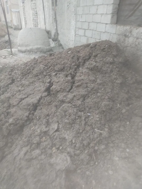 Mol nuri sotiladi