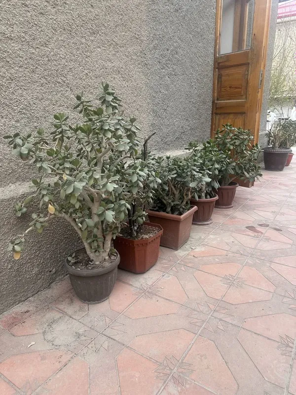 Gullar sotiladi. Arzon narxda gullar sotiladi: uy, ofis uchun, sovg‘a sifatida 5 Gullar sotiladi. Arzon narxda gullar sotiladi: uy, ofis uchun, sovg‘a sifatida 5