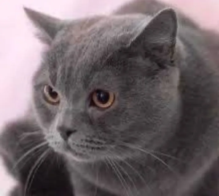 Rossiyada ayolning xiyonati yashirin kameraga tushdi