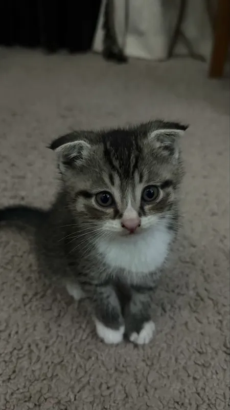 Navoiy shahrida scottish fold mushuklari sotiladi — фото 7