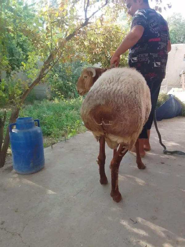 Qoʻchiqor sotiladi 2