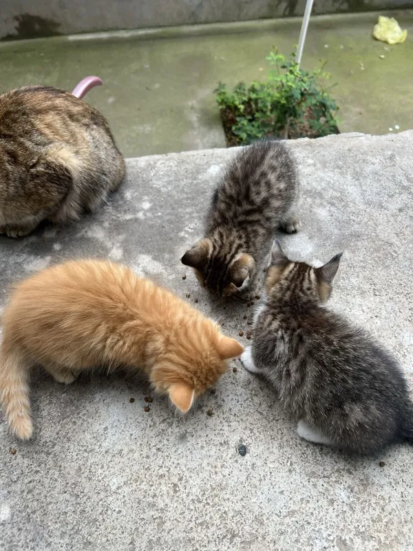 Котята 3 месяца, домашние