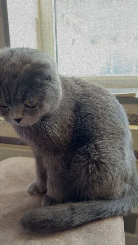 Продается кошка скоттиш девять месяцев — фото 2