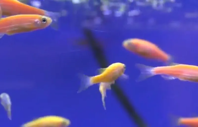 Данио фосфорни риб Danio rangli baliqlar fosfirni — фото 3