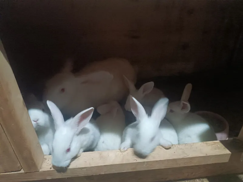 Hikol zotli quyonlar bollari sotiladi.