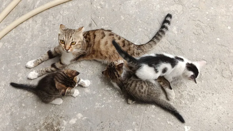 Mushuk bolalari bilan 3 Mushuk bolalari bilan 3