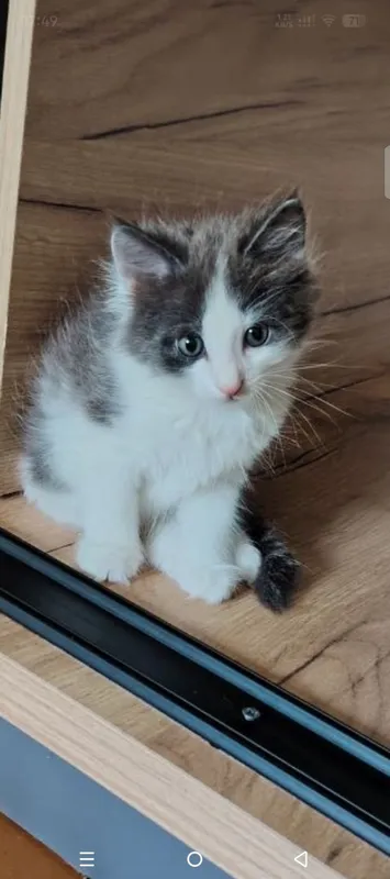 В добрые руки котята — фото 2 В добрые руки котята — фото 2