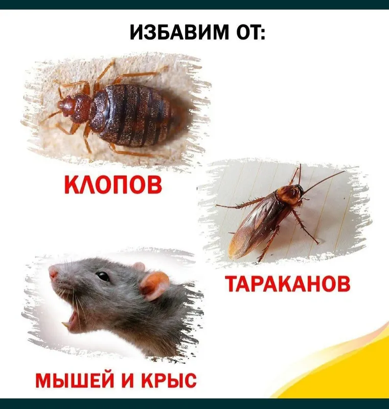 Дезинфекция и Дезинфекции от всех насекомых Дезинфекция и Дезинфекции от всех насекомых