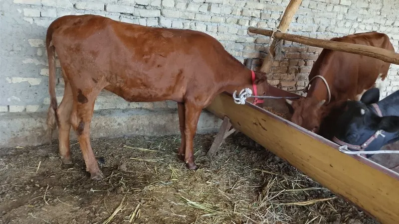 Mollar sotiladi manzil Buxoro viloyati jondor tumani 1
