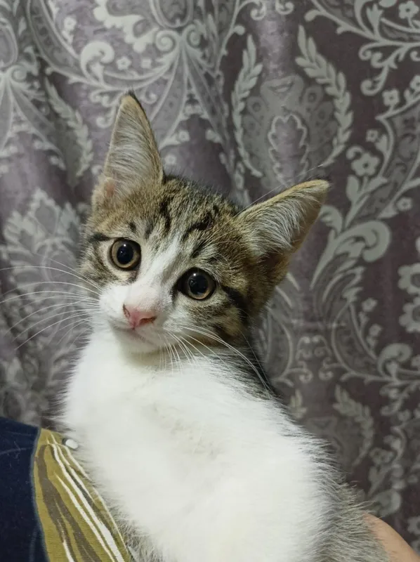 Пристраивается котята — фото 2