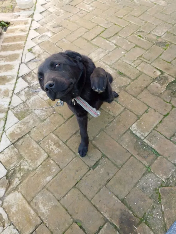 - Игровая собачка Labrador Retriever 3 - Игровая собачка Labrador Retriever 3