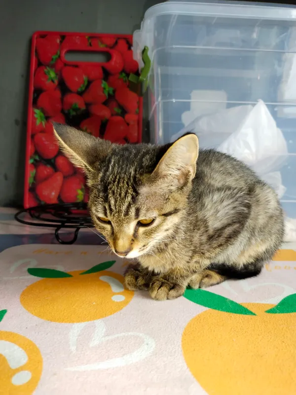 Котёнок девочка 3