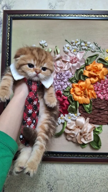 котята на продажу — фото 1