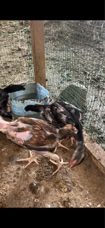Dakan jo’jaa 2 xoroz 1 makion 1 Dakan jo’jaa 2 xoroz 1 makion 1