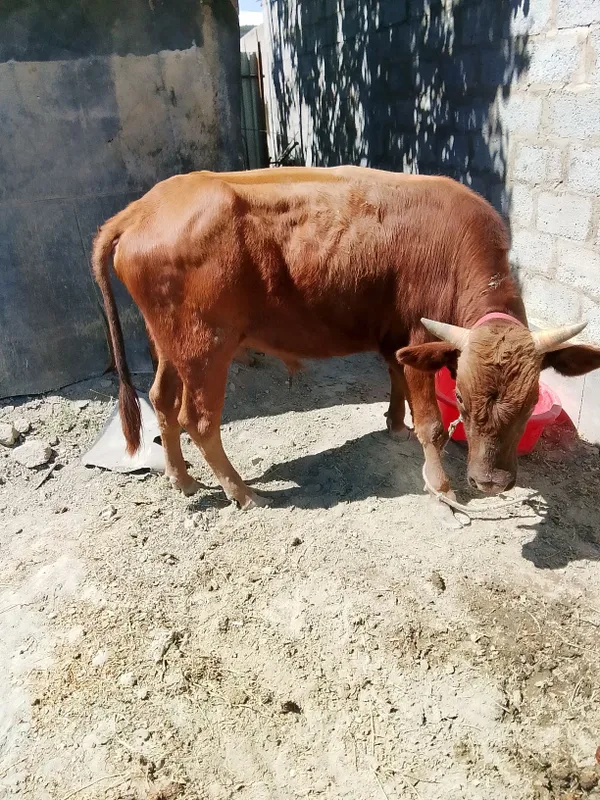 Sog'lom buqalar sotiladi 2
