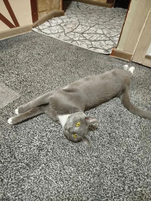 Подарю шикарного котика 4 Подарю шикарного котика 4