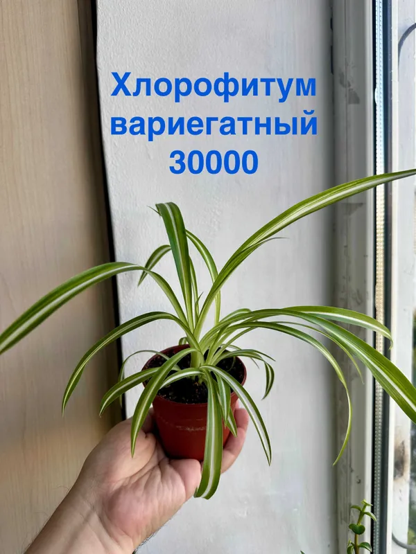 Хлорофитум вариегатный
