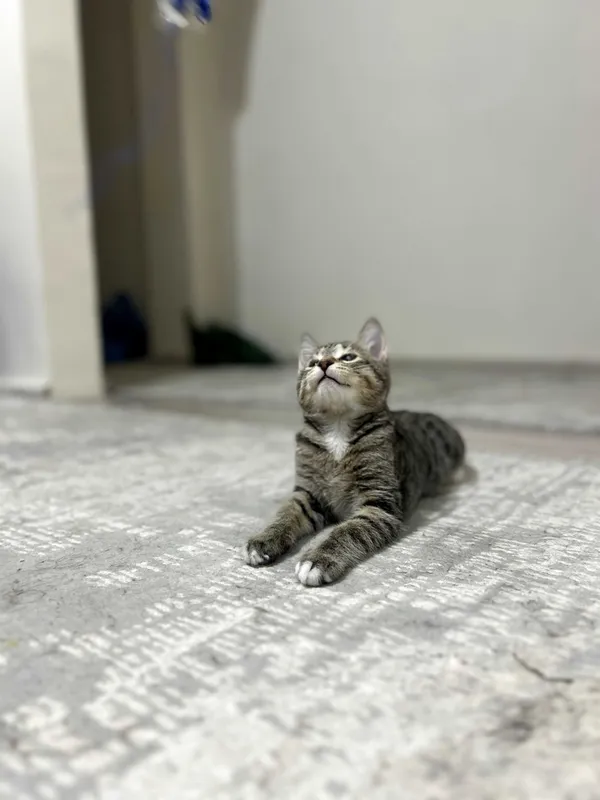 котенок в добрые руки 6 котенок в добрые руки 6