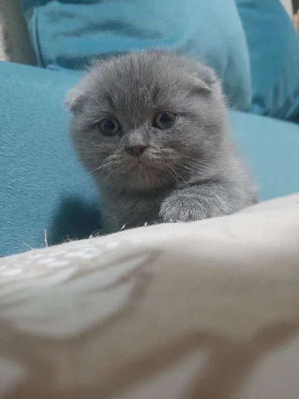 3 ойли ўғил Скоттиш Фолд. Ўғил