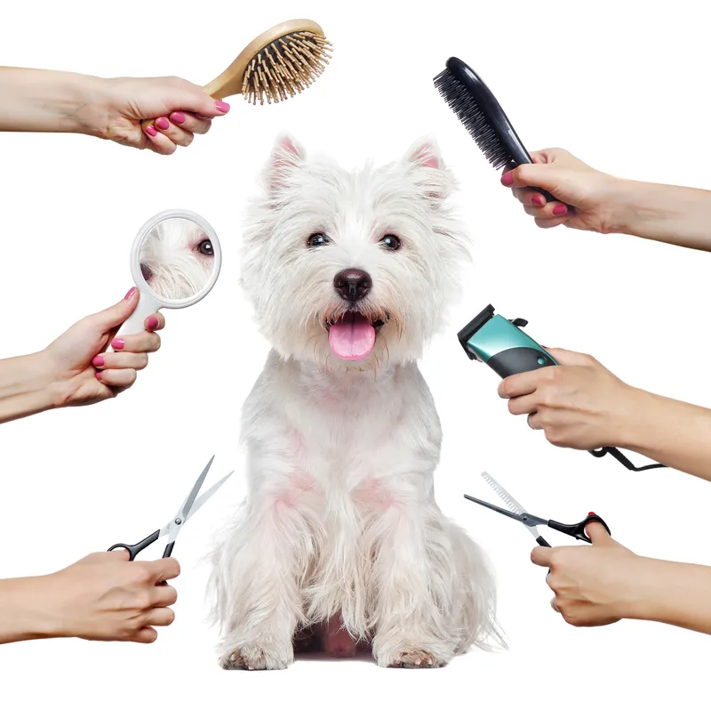 Стрижка собак мелких пород бережно и любовью 🐾✂️