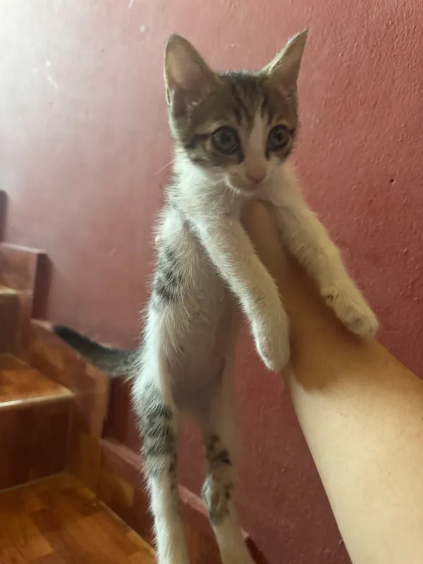 mushuk bolalari 1 mushuk bolalari 1