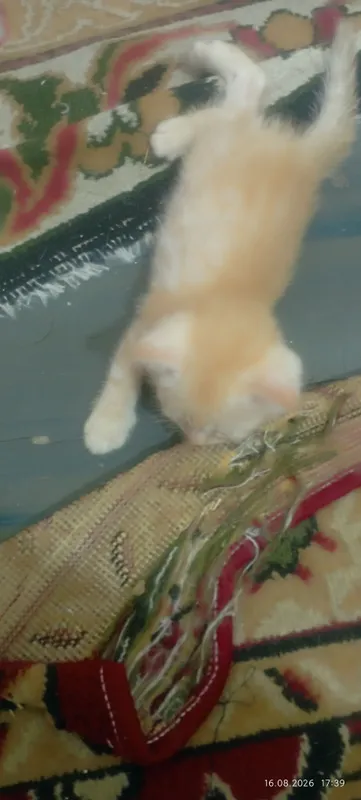 Котёнок бесплатно 4 Котёнок бесплатно 4