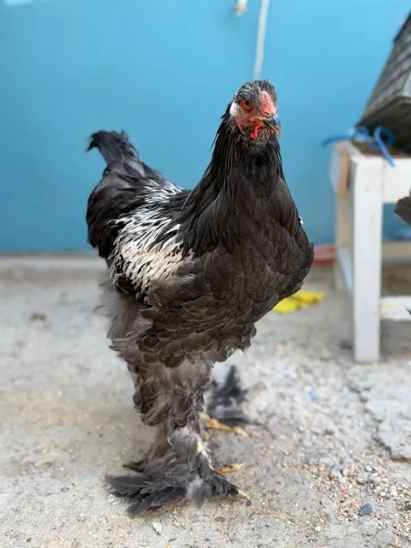 Sof zotli Brahma tovuqlari 4 Sof zotli Brahma tovuqlari 4