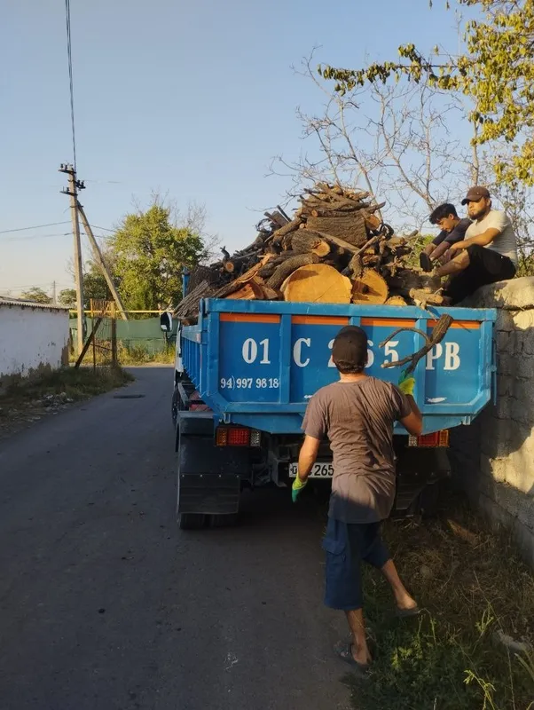 Quru otin bor orik daraxti / Драва 4 Quru otin bor orik daraxti / Драва 4