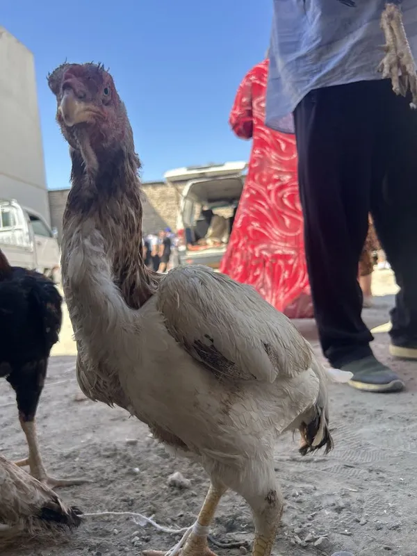 kulangi xoʻroz mokiyon куланги хуроз ва мокиён — фото 4