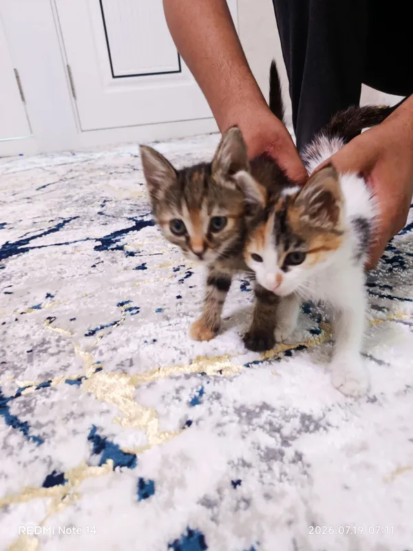 Котята 2 Котята 2