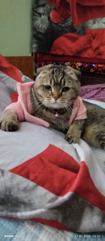скотиш Фолд продается